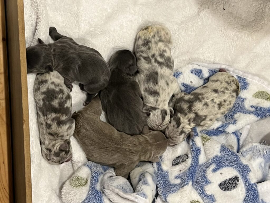 French bulldog puppies just born