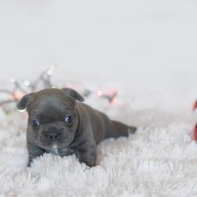 Female Frenchie Pup, "Hilda" (Blue)