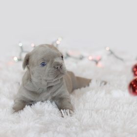 French Bulldog Pup, Nala (Isabella)