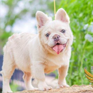 French Bulldog Stud Entei